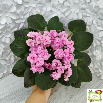 Dresden Doll (P. Harris) (7259) 11/24/1989 трейлер