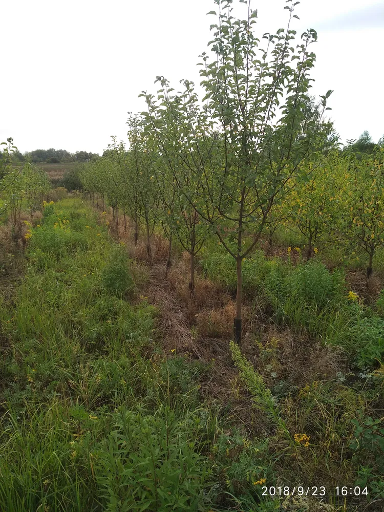 Яблоня 5-7лет