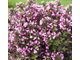 Вейгела Purpurea