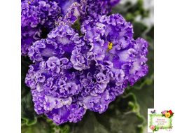 АВ-Озерная Фея (Фиалковод) 2017 г.