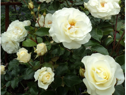 Роза флорибунда White Meilove (MEIfarigou, Inner Wheel), C5