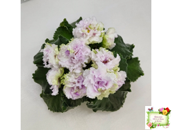 АВ-Свадебное Путешествие (Фиалковод) 2021 г. (лист посажен 03.11.25)