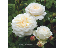 Транквилити