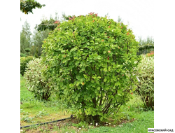 Топиар Ирга Канадская в форме шара