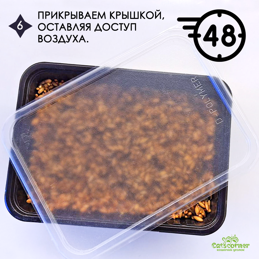 Трава для кошки дома, инструкция по выращиванию. Шаг 6 - убираем зёрна или семена в тёмное место.