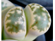Lithops karasmontana ssp.bella C108 - 10 семян