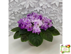 АВ-Черное Море (Фиалковод) 2017 г.