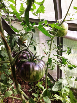 Семена томата Бифштекс Марши