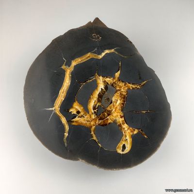 Половинка септарии с медовым кальцитом. Северная Осетия.