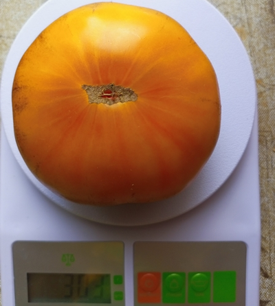 Томат Чупа-чупс (Chupa-Chups)