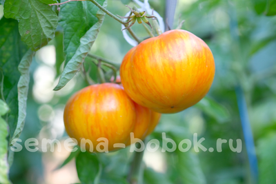 Томат План 9 из открытого космоса (Plan 9 from Outer Space), 10 шт.