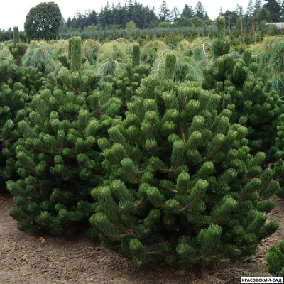 Сосна черная Орегон Грин - Oregon Green