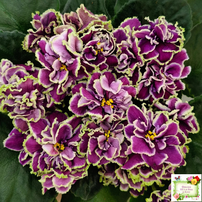 ВаТ-Классический Вкус (Т. Валькова) 2019 г.