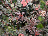 Литл Девил пузыреплодник калинолистный(Physocarpus opulifolius Little Devil)