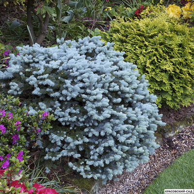 Ель колючая Глаука Глобоза