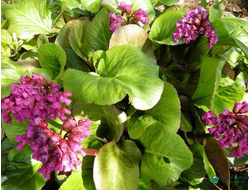 Бадан чай (чигирский чай) (100 гр)