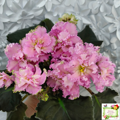 РМ-Саломея (Н. Скорнякова) 2019 г.