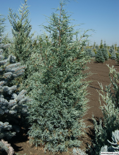 Можжевельник Мунглоу - Moonglow