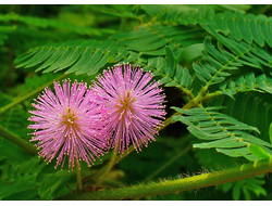 Mimosa pudica - Мимоза стыдливая, сенсорное (движущиеся) растение, удивительное растение