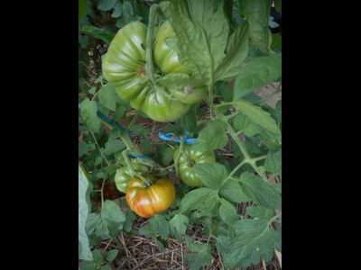 Томат Черный ананас, (Ananas Noire) США