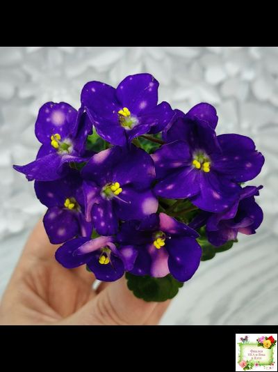 ВаТ-Горох на Десерт (Т. Валькова) 2020 г. (гёрл-листва)