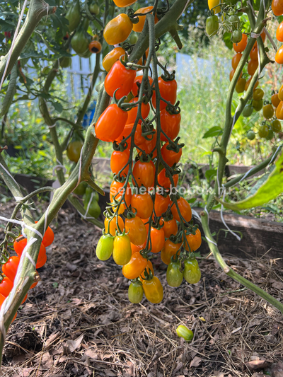 Томат Сан-Марцано Иса, 10 шт