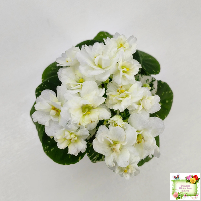 Adirondack Moon (S. Sorano) (детка)