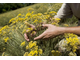 Гидролат Бессмертник Helichrysum arenarium (цветы) 100 мл