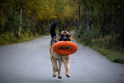 Doglike Кольцо  МЕГА (Оранжевый)