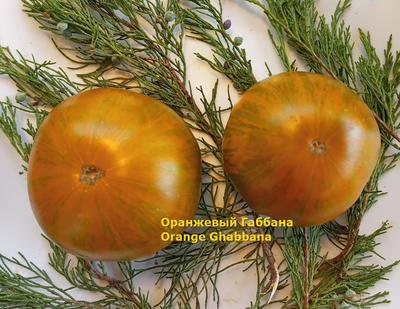 Томат Оранжевый Габбана (Orange Ghabbana), США