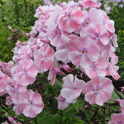 Флокс метельчатый Алиса Фрейндлих (Alisa Freindlih)