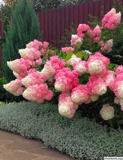 Гортензия метельчатая Ванила Фрайс  в Москве - Фото - Описание - выбрать Сорта - Красовский-Сад.рф
