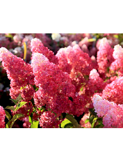 Гортензия метельчатая Fraise Melba