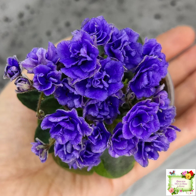 Blue Scoundrel micromini (P.Sorano/LLG) (Блю Ска́ндрел) микроминиатюра