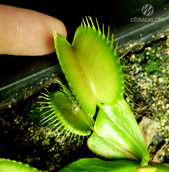 Dionaea muscipula Giant rosetted