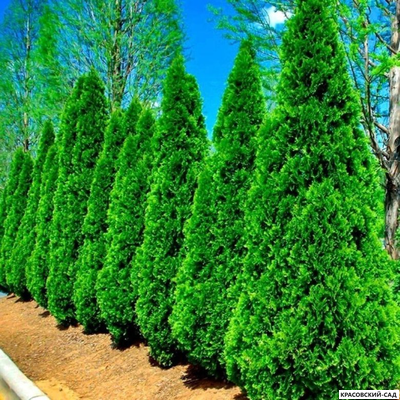 Туя Смарагд - Smaragd 5 метров