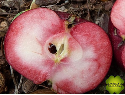 Яблоня красномякотная "СИРЕНА" (красивая и вкусная) (саженец 2 года, семенной подвой)