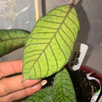 Hoya sp . Sabah (EPC-961)