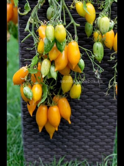 Томат Guinel Yellow (Гуинель жёлтый), 10 шт