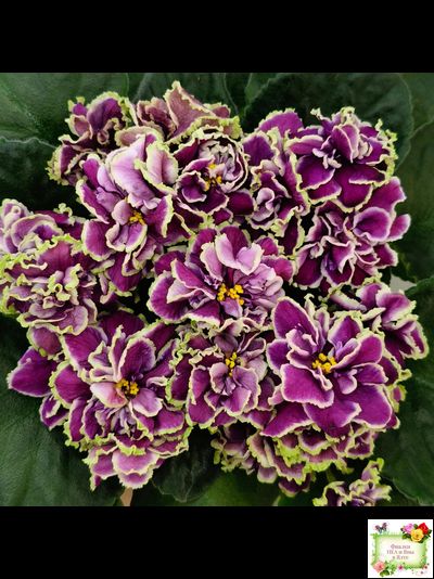 ВаТ-Классический Вкус (Т. Валькова) 2019 г.