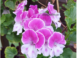 Пеларгония Lara Susan