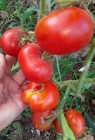 Гном Свит скарлет