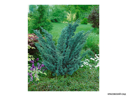 Можжевельник Блаув - фото - красовский-сад.рф