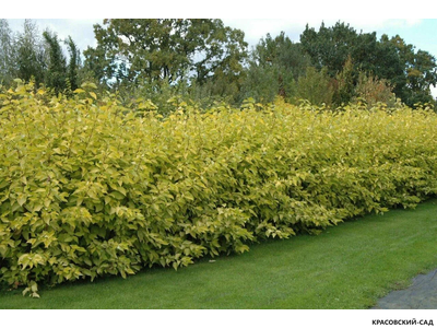 Дерен Ауреа - Aurea