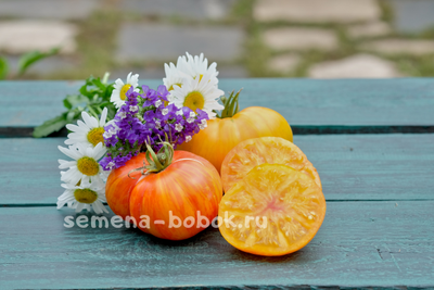 Томат План 9 из открытого космоса (Plan 9 from Outer Space), 10 шт.