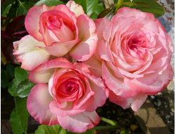 Изабель Аубрет (Isabelle Aubret) чг