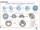 Размножение и развитие  (7 шт), комплект кодотранспарантов (фолий, прозрачных пленок)