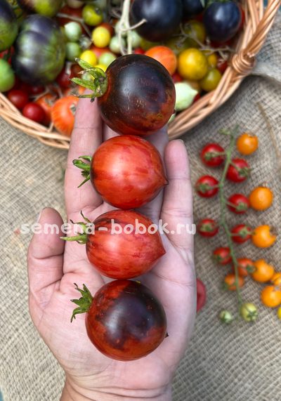 Томат Dwarf Shadow Boxing (Гном Бой с тенью), 10 шт
