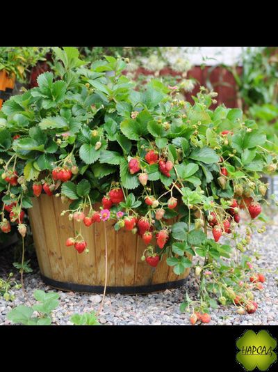 КЛУБНИКА "ТОСКАНА" (ТРИСТАН) (АМПЕЛЬНАЯ, ДЕКОРАТИВНОЕ ЦВЕТЕНИЕ, ВКУСНАЯ, РЕМОНТАНТНАЯ)