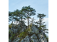 Сосна Черная (Pinus nigra) 5 мл - 100% натуральное эфирное масло